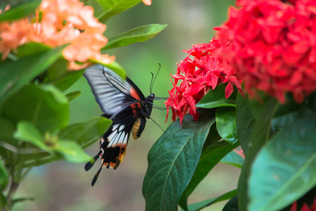 Female Great Mormon Butterfly, f.distantianus.の写真素材