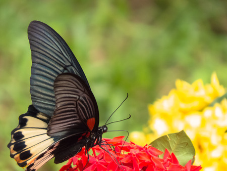 Female Great Mormon variation f. agemor.の写真素材