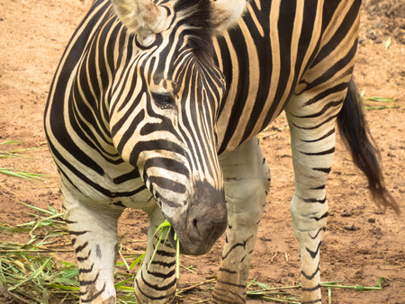 Zebraの写真素材