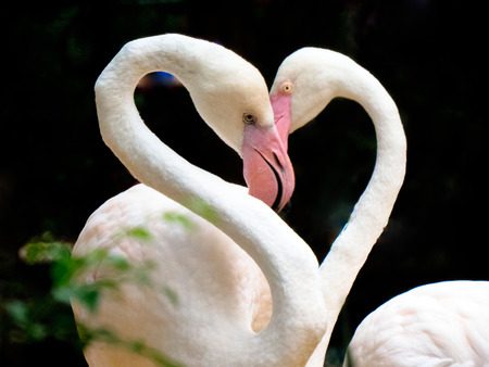 Flamingo birds with heads and necks forming a shape of a heart.の写真素材