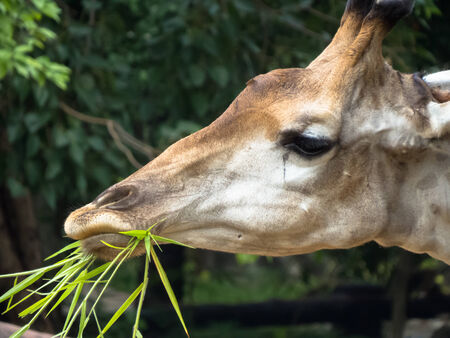 Giraffeの写真素材