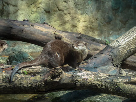Oriental small-clawed Otter.の写真素材
