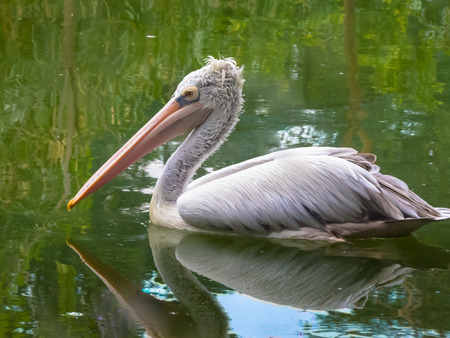 Peligan bird.の写真素材