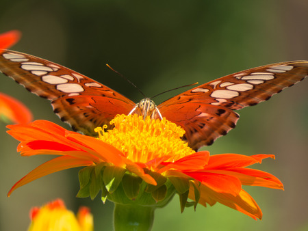 Clipper Butterfly against green backgroune.