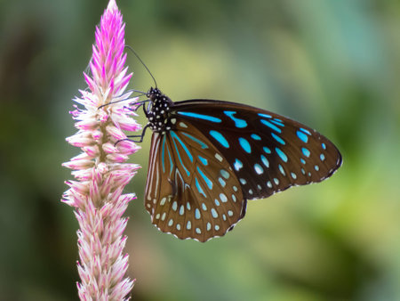Dark Blue Tiger Butterfly.