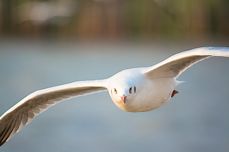 Seagull at Bang-Pu, Thailandの写真素材