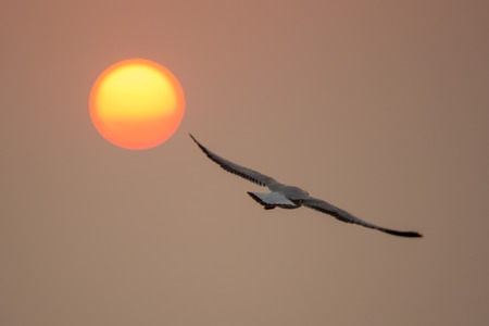 Seagull at Bang-Pu, Thailand
