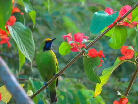 Golden-Fronted Leafbird on Chinese Hat flower branch.の写真素材