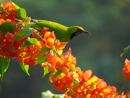 Golden-Fronted Leafbird on Chinese Hat flower branch.の写真素材
