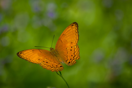 Male Common Yeoman butterfly Cirrochroa tyche on green leave.の写真素材