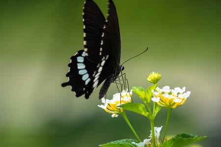 Common Mormon butterfly Papilio palytes on Lantana flower.の写真素材