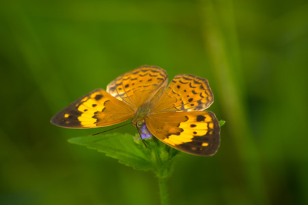 Rustic butterfly Cupha erymanthis on wild weed flower.の写真素材