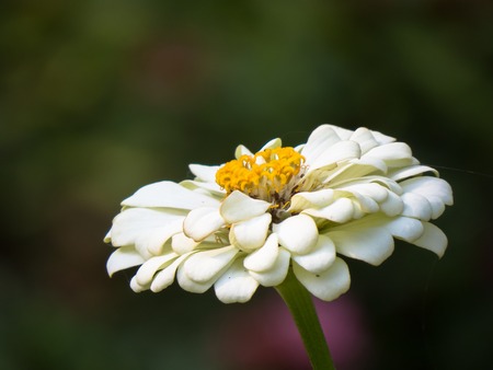 White zinnia flower against bokeh background.の写真素材