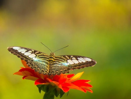 Clipper butterfly, Parthenos sylvia on Zinnia flower with green background.