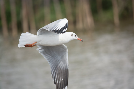 Migratory seagulls at Bangpu pier in Samut Prakan district, Thailand.