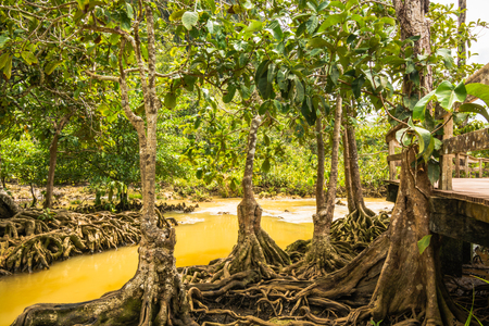 Tha Pom Klong Song Nam Mangrove forest conservation and tourist destination in Krabi province, Thailand.の写真素材