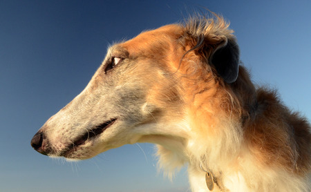 Borzoi face side portrait, the dogs looks to the side.の写真素材
