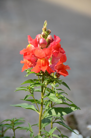 Snapdragon flower close up on a blurred background.の写真素材