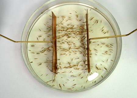 Demonstration of the electric field between two electrodes; grass seeds on an oil surface adjust to the tension of 5kV. No current flows.の写真素材