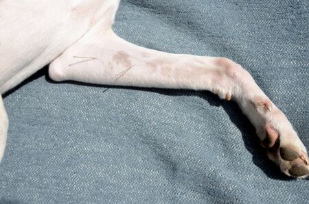 White dog with wo acupuncure needles in the forearm muscle of one front leg.