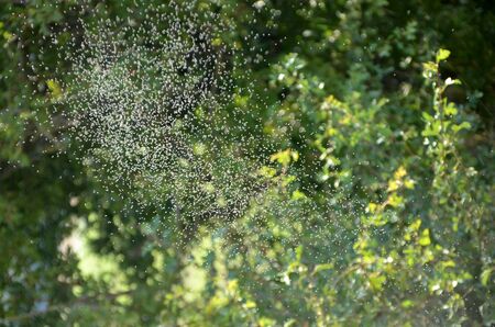 Swarm of insects caught in the light among some treesの写真素材