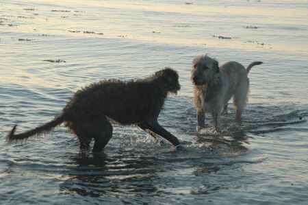 Irish Wolfhound and Scottish Deerhound play at a beach