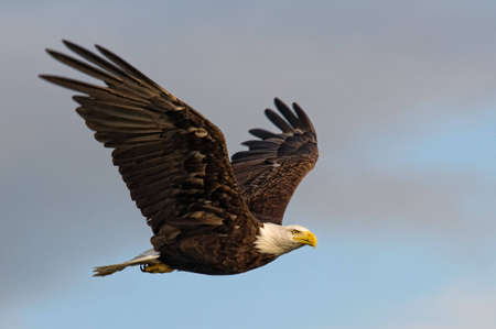 Bald eagle