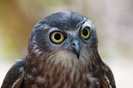 Frontal Portrait of a Barking Owlの写真素材