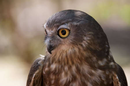 Portrait of a Barking Owl from sideの写真素材