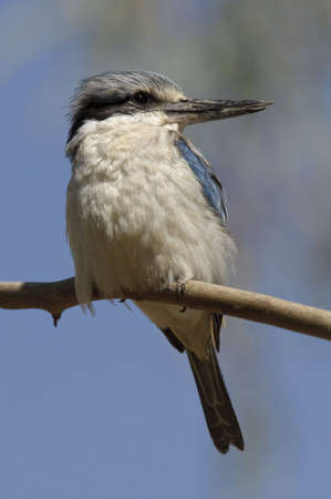 Kookaburrra sitting on a small perchの写真素材