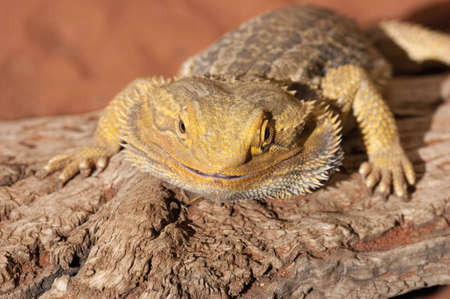 Lizard in the desert enjoying the sunの写真素材