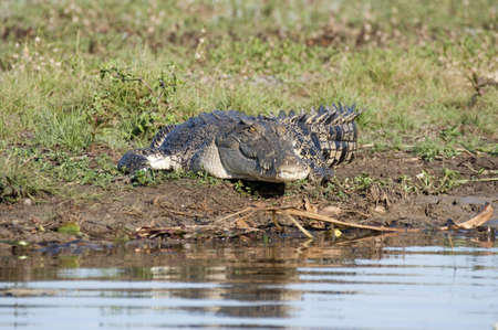 Saltwater crocodile on the shore of Mary Riverの写真素材