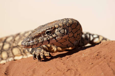 Perentje (varanus giganteus) in australian outbackの写真素材