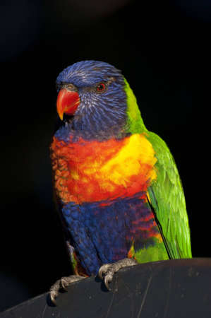 Rainbow lorikeet - one of Australia's most famous birdsの写真素材
