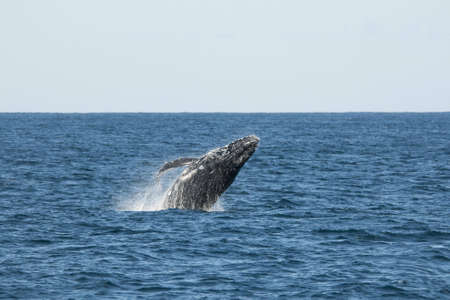 Humpbackの写真素材