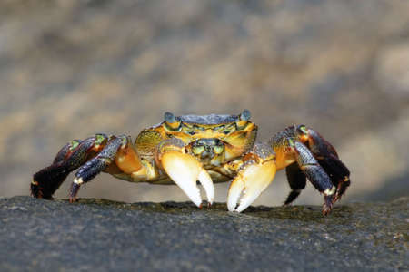 Crabの写真素材