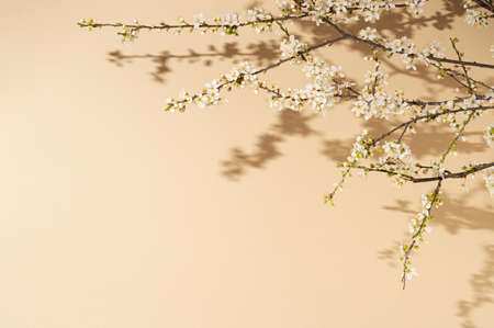 blooming branch of plum on pastel beckground. minimal compositionの写真素材
