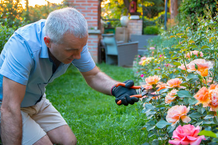 Mature gardener making arrangement and cutting a rose bush using pruning shears.の写真素材