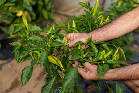 Chilli pepper garden concept, organic chillies vegetable planting in farm countryside, green fruit peppers on stem for harvestingの写真素材