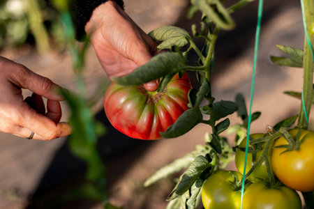 Mature woman picking organic tomatoes from his gardenの写真素材