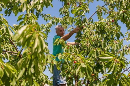 A mature man climbing a ladder to pick oganic cherries high in the treetop.Concept agro business...