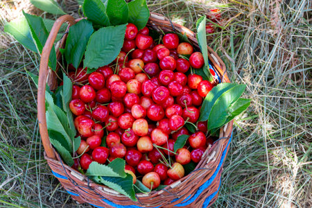 Fresh sweet cherries in the basket.Eco production organic fruits on countryside - concept.の写真素材