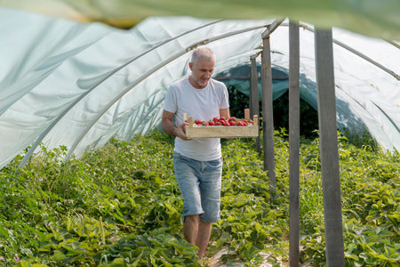Mature man collecting ripe strawberries from green bushes. Concept of picking strawberries from the ground in large greenhouse.の写真素材