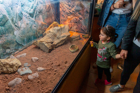 Little girl looking at iguana lizard through the glass in zooの写真素材