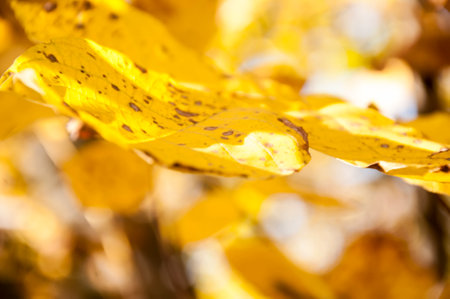 Autumn View To The Sky Through The Branches With Yellow Leavesの写真素材