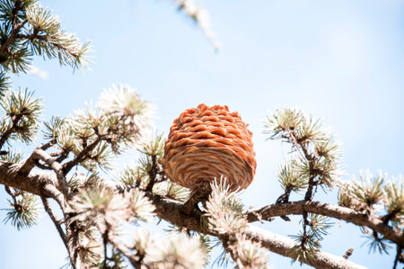 Pine Cone On A Pine Tree, Pinus, In The Gardens, Look Towards Skyの写真素材