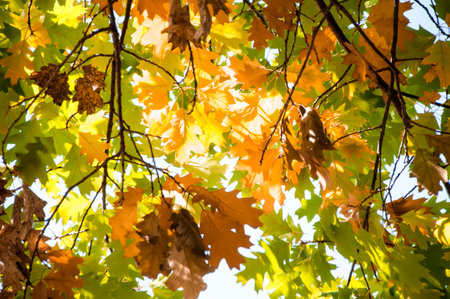 Autumn View To The Sky Through The Branches With Yellow Leavesの写真素材