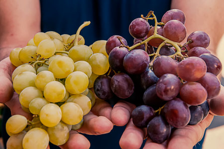Close up View of Grapes in Human Hand
