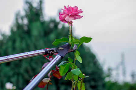 Mature adult gardening. Trimming rose flower.