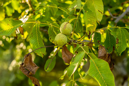 Walnut treeの写真素材